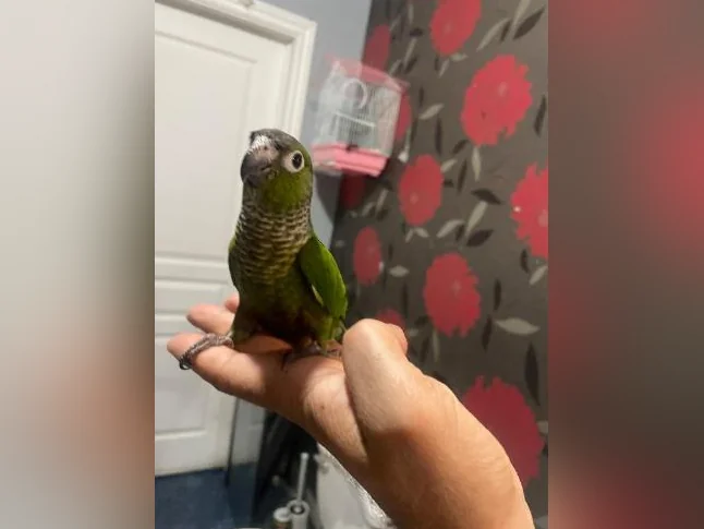 Bébé Conure blak cab de deux mois
