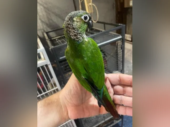 Bébé Conure blak cab de deux mois thumbnail 7