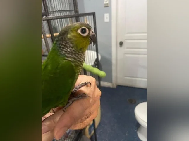Bébé Conure blak cab de deux mois thumbnail 2