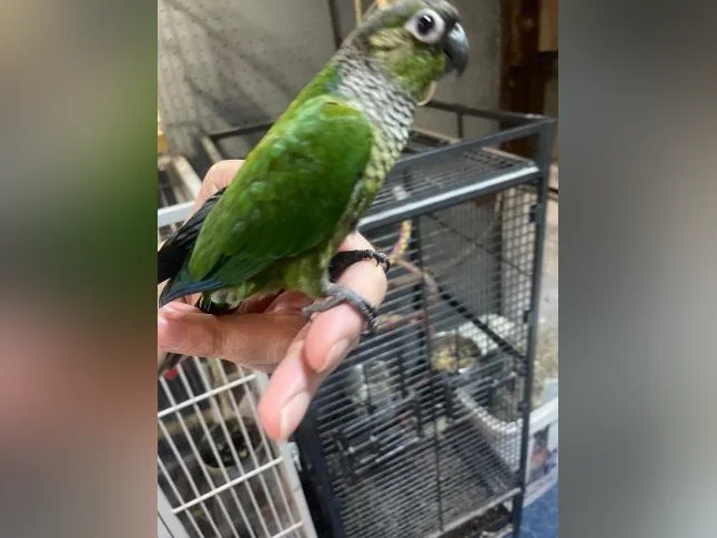 Bébé Conure blak cab de deux mois thumbnail 4