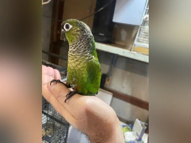 Bébé Conure blak cab de deux mois thumbnail 8