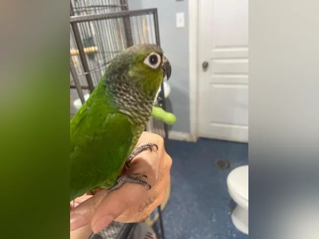 Bébé Conure blak cab de deux mois thumbnail 3