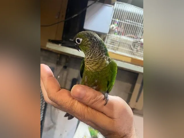 Bébé Conure blak cab de deux mois thumbnail 5