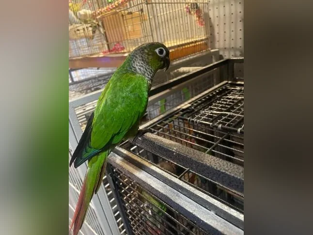 Bébé Conure blak cab de deux mois thumbnail 6