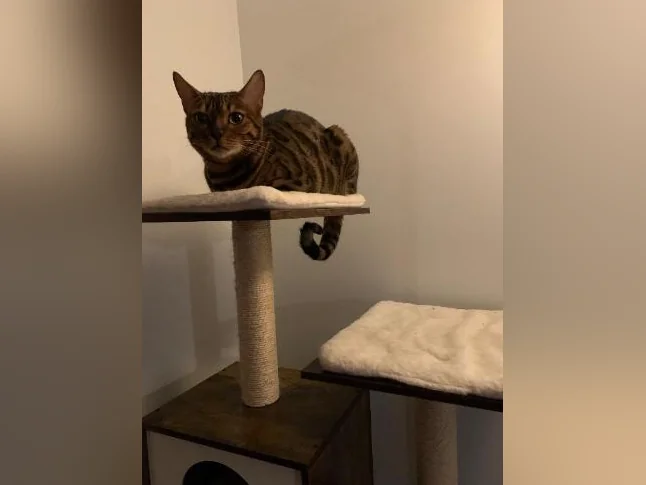 Chat bengal adulte thumbnail 3