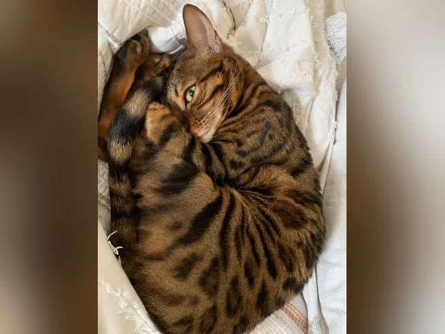 Chat bengal adulte thumbnail 2