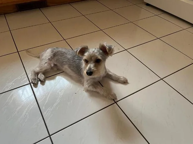 Yorkshire terrier (Milou) thumbnail 2