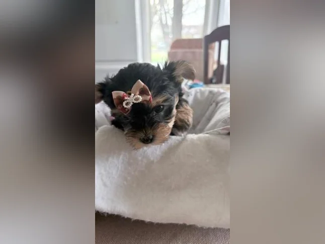 Bébés Yorkshire tous vendu thumbnail 5