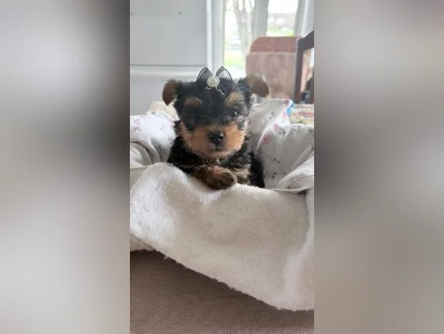 Bébés Yorkshire tous vendu thumbnail 2