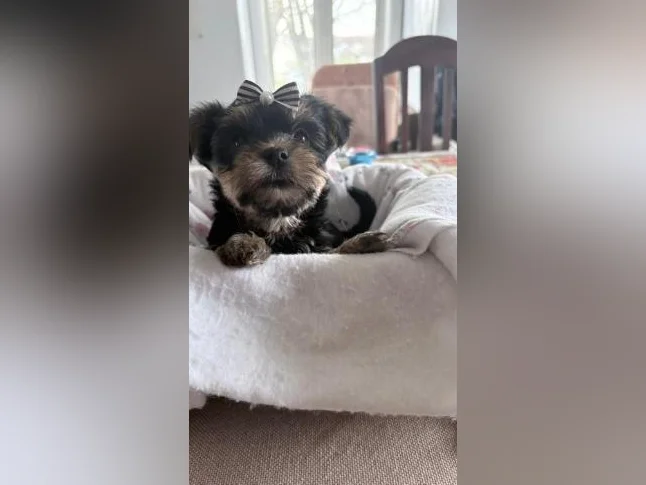Bébés Yorkshire tous vendu thumbnail 3
