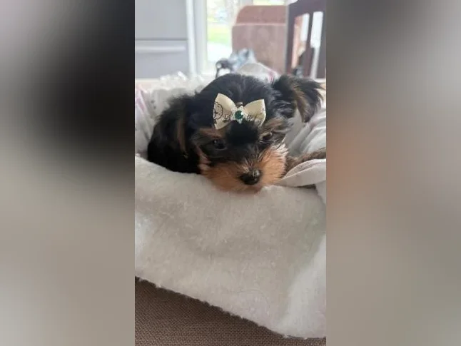 Bébés Yorkshire tous vendu