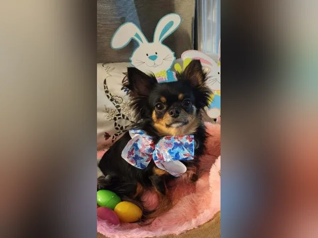 Petit Chihuahua 3 Ans et Demi Stérilisée