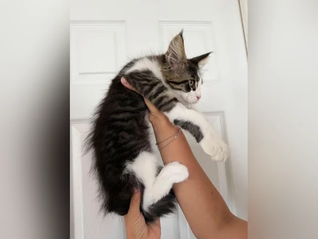 Maine coon thumbnail 3