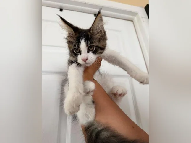 Maine coon thumbnail 2