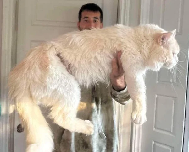 Maine coon thumbnail 5