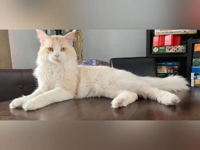 Maine coon thumbnail 6