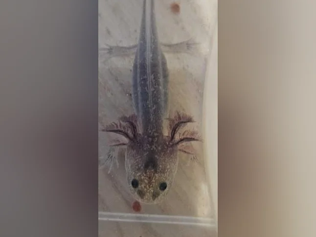 Axolotls thumbnail 3