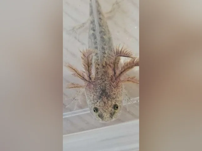 Axolotls