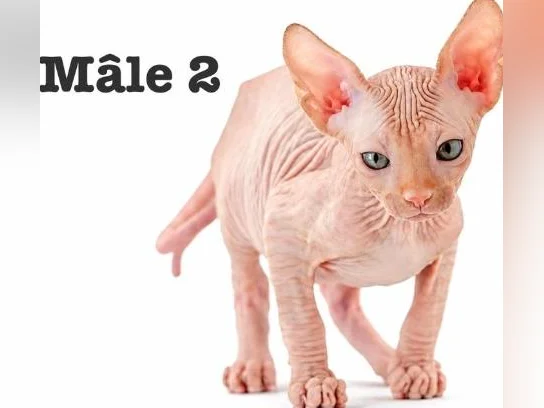 2 chatons sphynx tigré roux vaccine micro pucé garantie thumbnail 7
