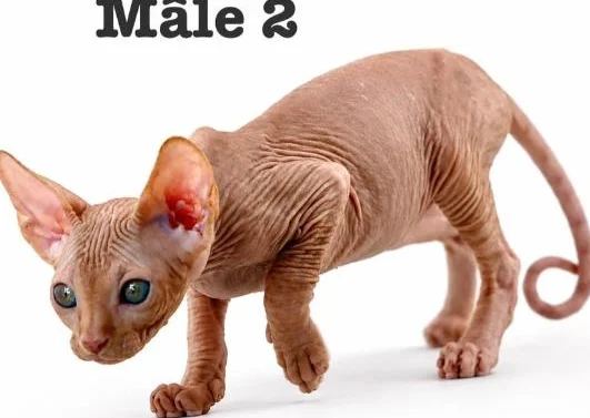 2 chatons sphynx tigré roux vaccine micro pucé garantie thumbnail 8