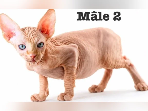 2 chatons sphynx tigré roux vaccine micro pucé garantie thumbnail 6