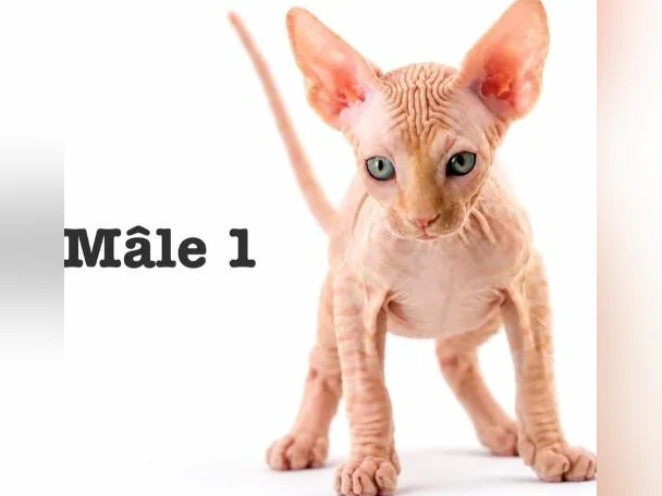 2 chatons sphynx tigré roux vaccine micro pucé garantie thumbnail 3