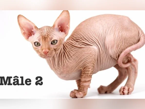 2 chatons sphynx tigré roux vaccine micro pucé garantie thumbnail 10