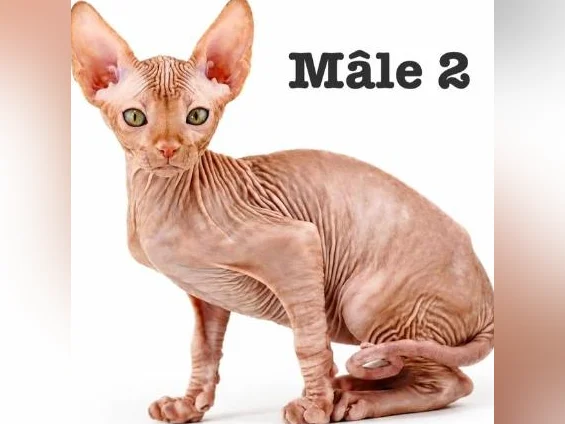 2 chatons sphynx tigré roux vaccine micro pucé garantie thumbnail 9