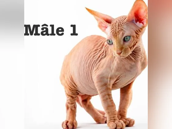 2 chatons sphynx tigré roux vaccine micro pucé garantie thumbnail 5