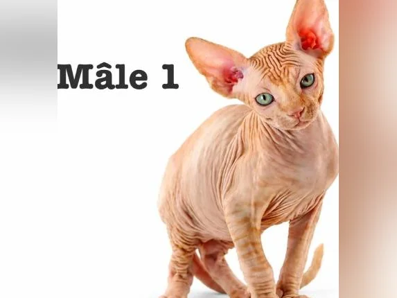 2 chatons sphynx tigré roux vaccine micro pucé garantie thumbnail 4