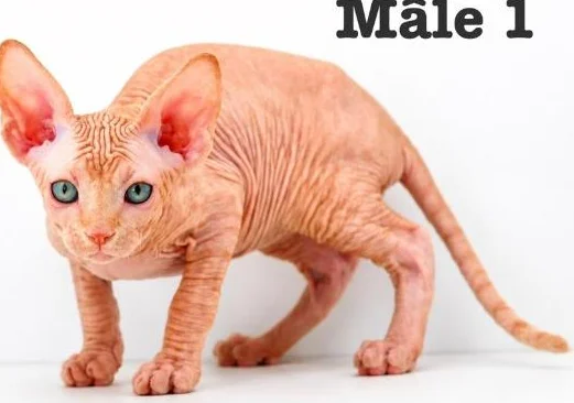 2 chatons sphynx tigré roux vaccine micro pucé garantie