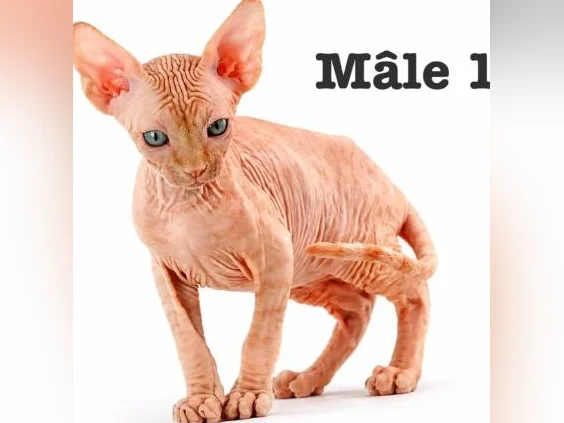2 chatons sphynx tigré roux vaccine micro pucé garantie thumbnail 2
