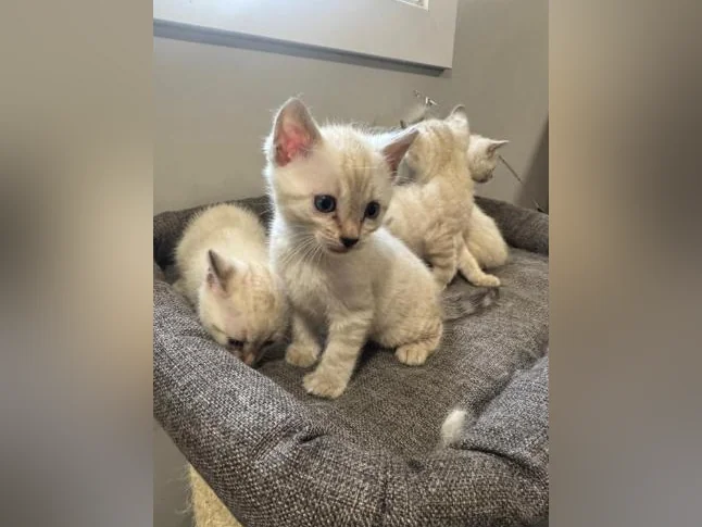 Snow bengal purebred thumbnail 3