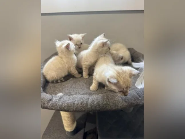 Snow bengal purebred thumbnail 5