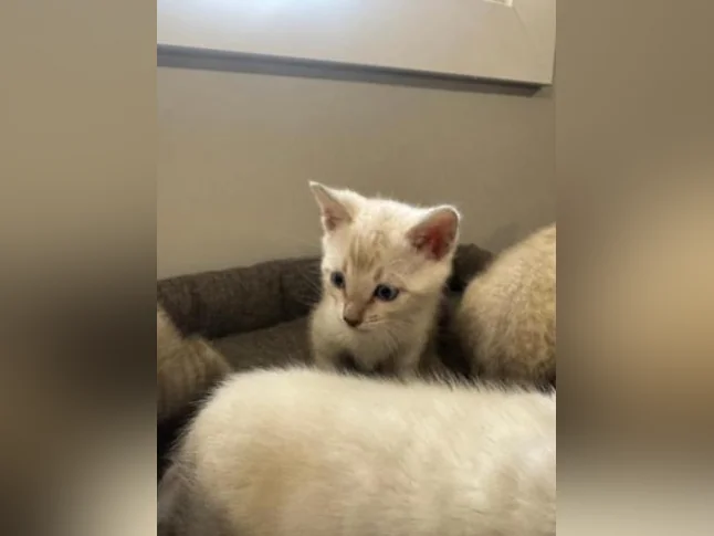 Snow bengal purebred thumbnail 7
