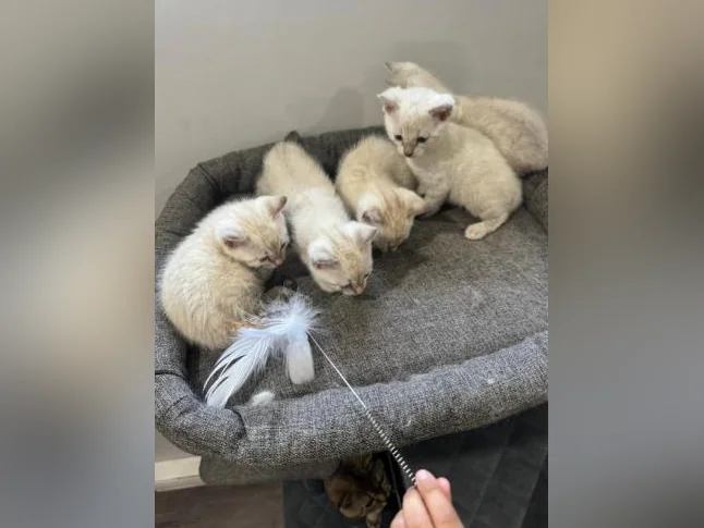 Snow bengal purebred thumbnail 4
