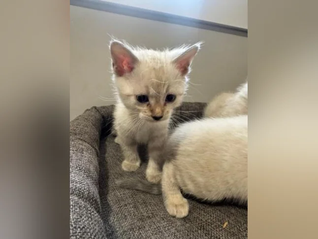 Snow bengal purebred thumbnail 6