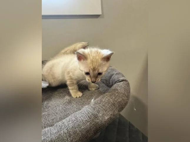 Snow bengal purebred thumbnail 10
