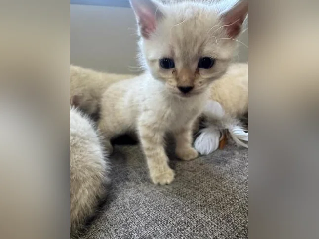 Snow bengal purebred
