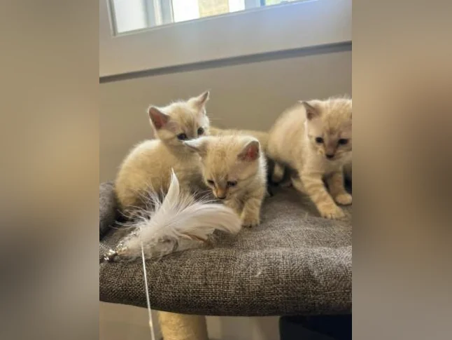 Snow bengal purebred thumbnail 9