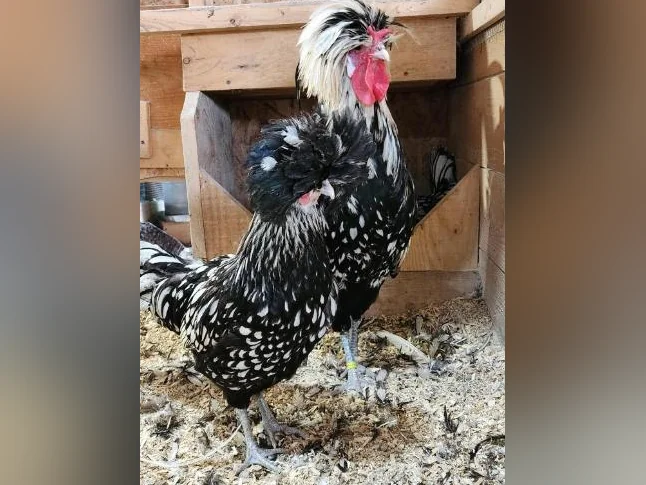 Poule Polonaises argenté