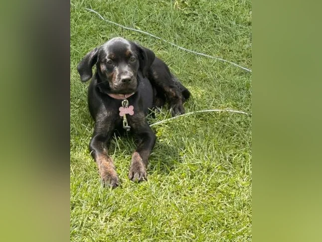 Labrador