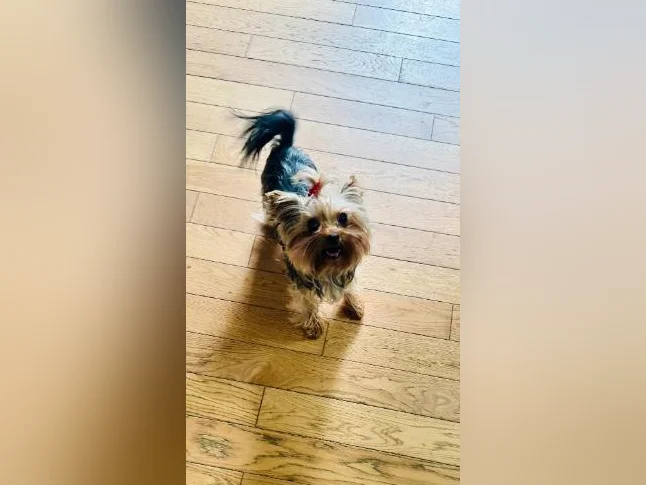 Yorkshire terrier femelle thumbnail 3