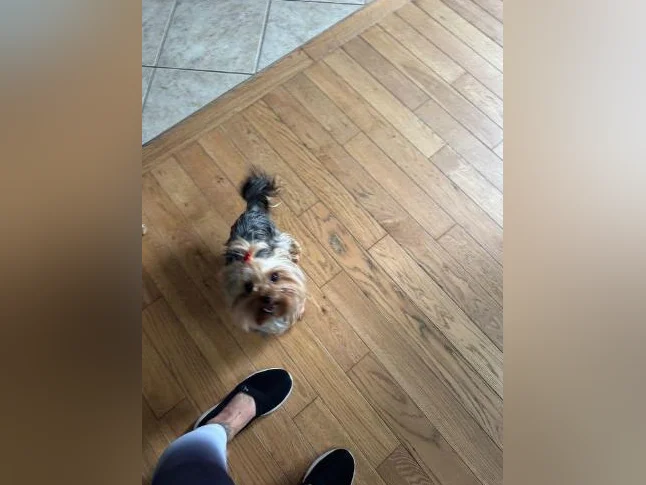 Yorkshire terrier femelle thumbnail 4