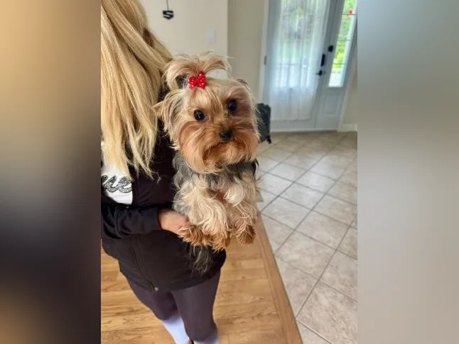 Yorkshire terrier femelle thumbnail 2