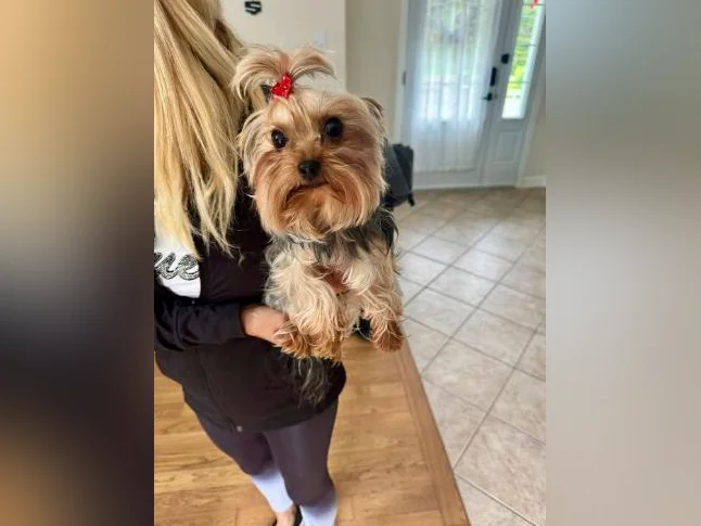Yorkshire terrier femelle