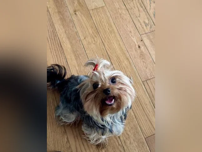 Yorkshire terrier femelle thumbnail 6