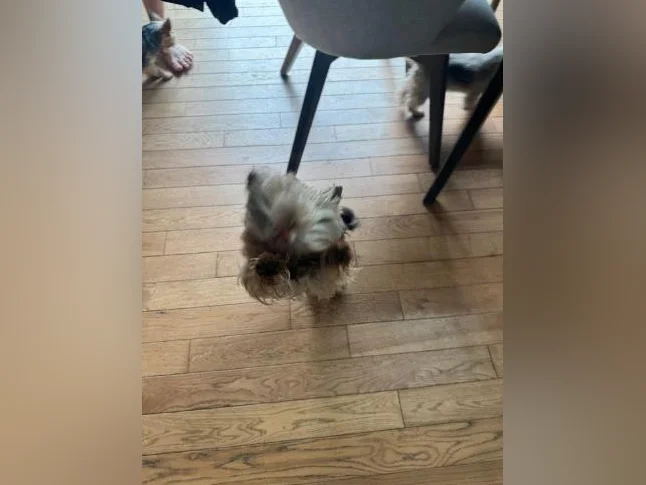 Yorkshire terrier femelle thumbnail 5