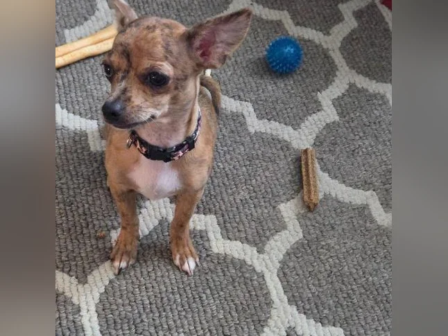 Chiot chihuahua thumbnail 4