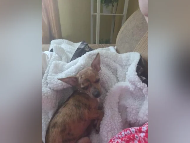 Chiot chihuahua thumbnail 3